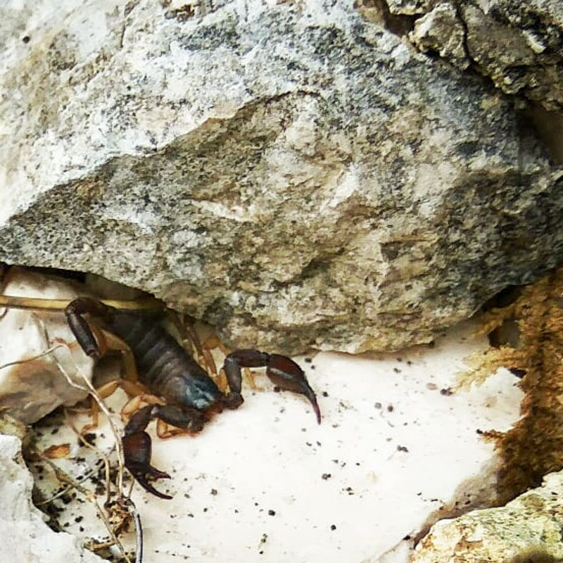 Albánie škorpion
