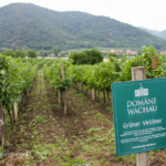 S dětmi údolím Wachau za památkami UNESCO